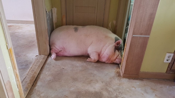 안동의 한 아파트서 애완용 돼지의 몸무게가 300kg으로 불어 최근 수차례 구출작전을 펼쳤지만 모두 실패했다.(사진제공 뉴시스)